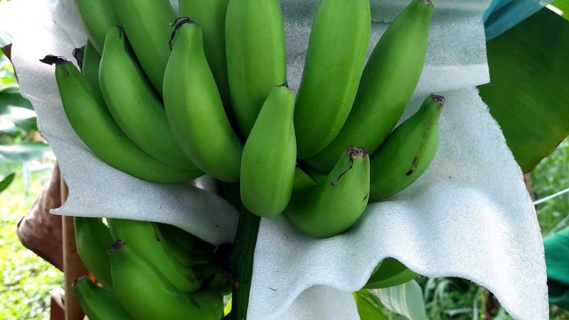 Mút Xốp Lót Chuối Giá Sỉ -Liên Hệ: 0348 669 249