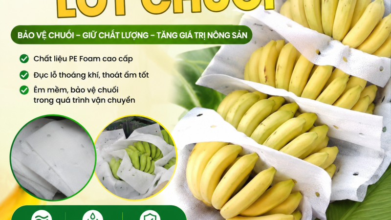 Nhà Máy Sản Xuất Mút Xốp đục lỗ Lót Chuối Tại Gia Lai – Giải Pháp Bảo Vệ Nông Sản Hiệu Quả
