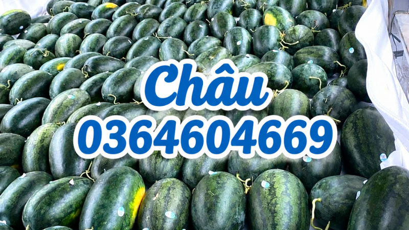 Màng Foam Và Xốp Lót Dưa Hấu – Giải Pháp Bảo Vệ Trái Cây Khi Vận Chuyển