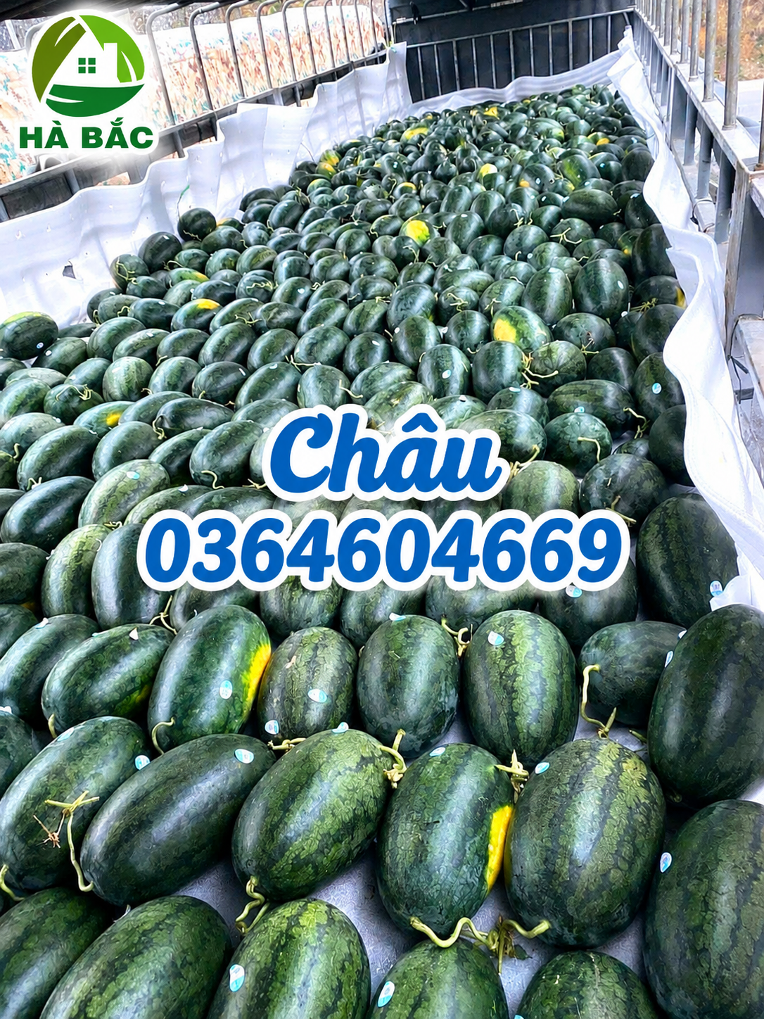 Màng Foam Và Xốp Lót Dưa Hấu – Giải Pháp Bảo Vệ Trái Cây Khi Vận Chuyển