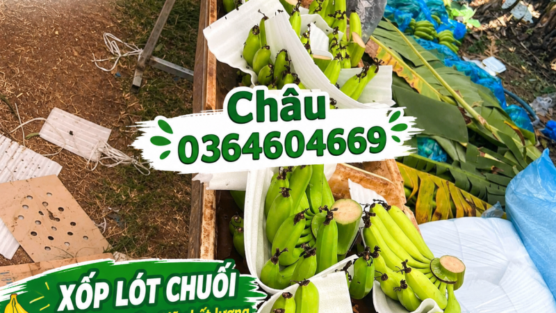 Xốp lót chuối theo yêu cầu – Giải pháp bảo vệ nông sản khi đóng gói và vận chuyển